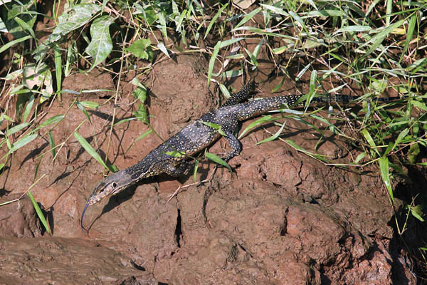 Monitor Lizard